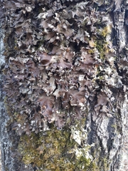 Peltigera neckeri