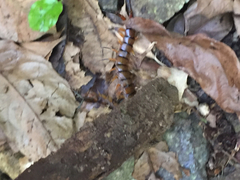 Scolopendra alternans