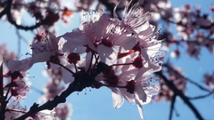 Prunus