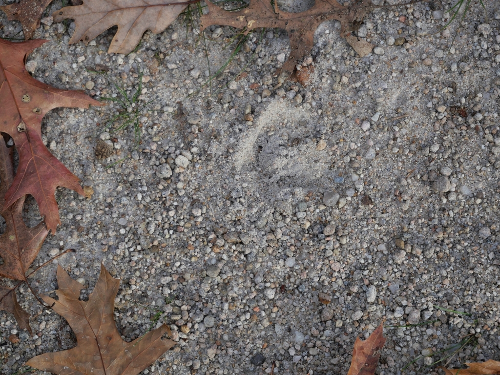 White Tailed Deer In November 2023 By Crazywolf828 INaturalist   Large 