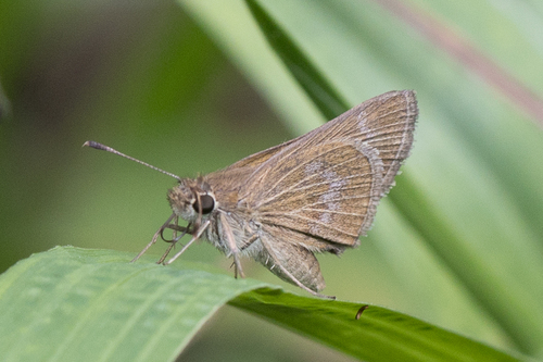 Inca Skipper
