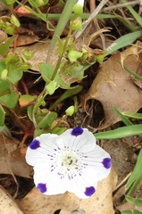 Nemophila maculata