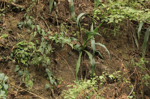 Furcraea guerrerensis