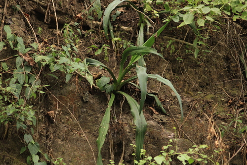 Furcraea guerrerensis