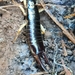 Giant Canary Earwig - Photo (c) David Chong, some rights reserved (CC BY-NC), uploaded by David Chong