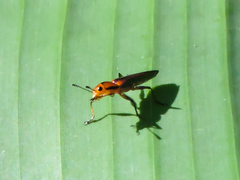 Ectrapezidera semiotina