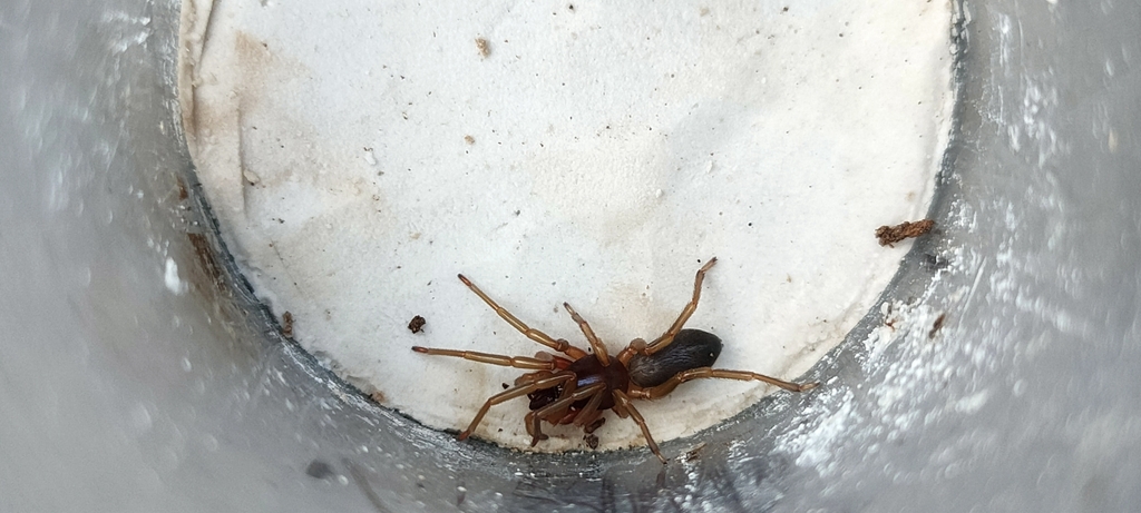 Dysdera bandamae