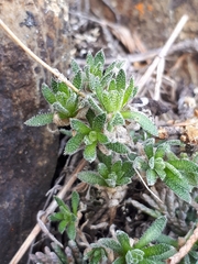 Draba cana