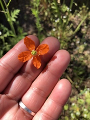 Papaver californicum