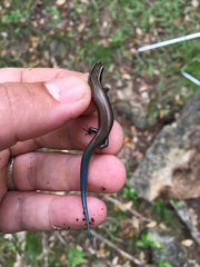 Plestiodon tetragrammus