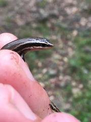 Plestiodon tetragrammus