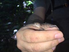 Anolis gundlachi