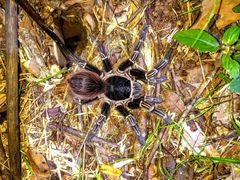 Acanthoscurria