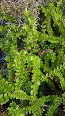 Veronica vernicosa