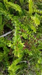 Veronica vernicosa