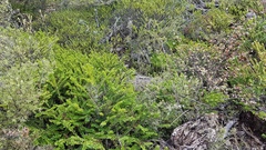 Veronica vernicosa
