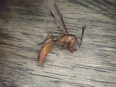 Apoica