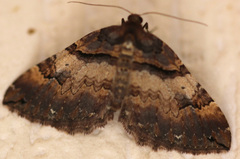 Earophila badiata