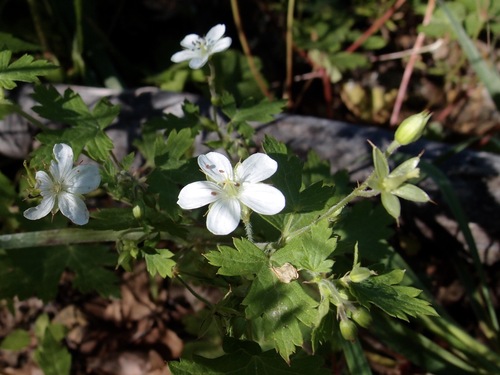 Image of Geranium wislizeni by (c) Sue Carnahan, some rights reserved (CC BY)