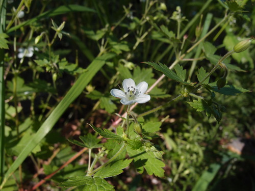 Image of Geranium wislizeni by (c) Sue Carnahan, some rights reserved (CC BY)