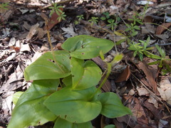 Malaxis corymbosa (Malaxis corymbosa)