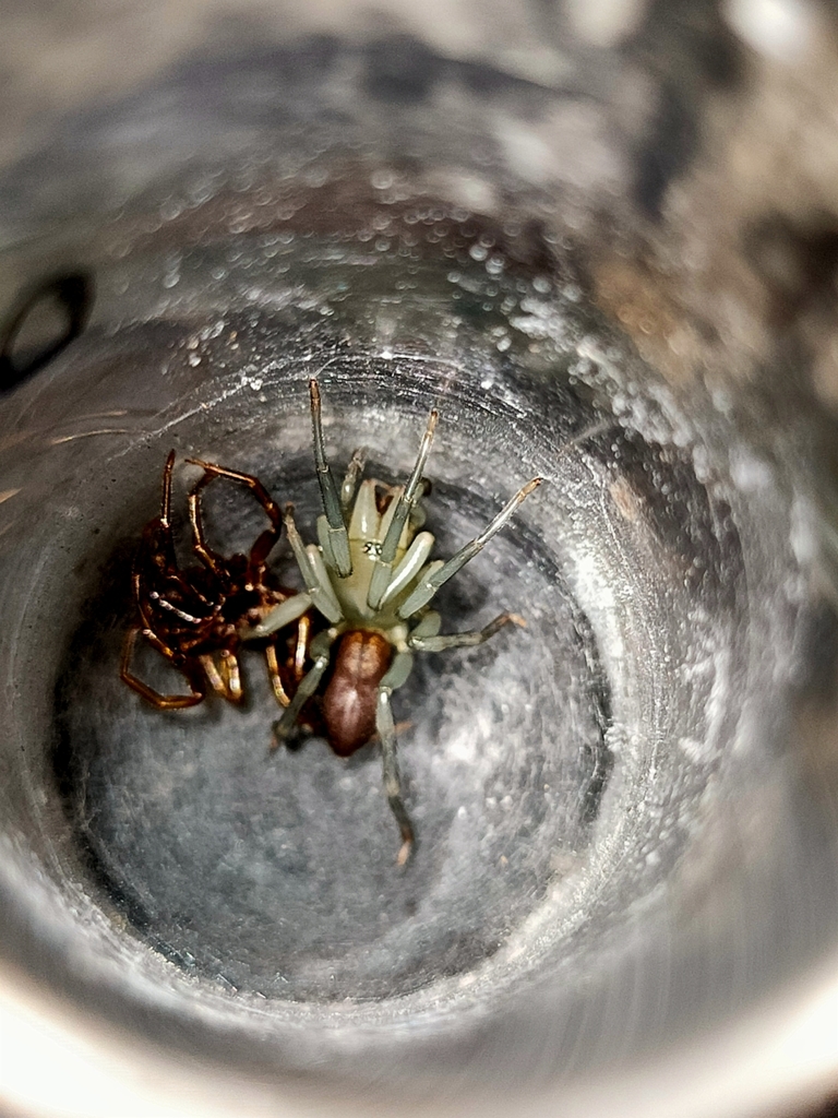 Dysdera gomerensis