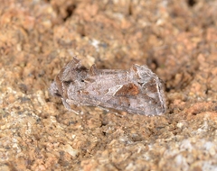 Ctenoplusia accentifera