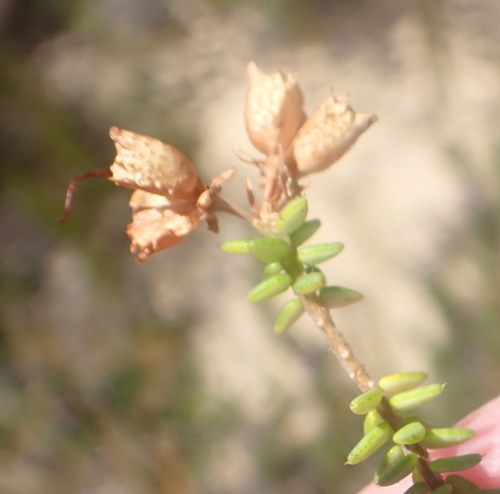 Image of Agathosma apiculata by (c) Nicola van Berkel, some rights reserved (CC BY-SA)