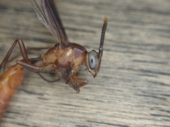 Apoica