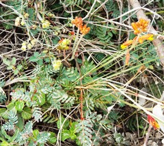 Hoffmannseggia oxycarpa