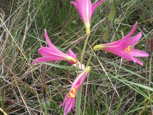 Image of Zephyranthes bifida by no rights reserved