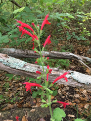 Salvia roemeriana