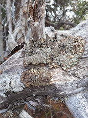 Hypogymnia austerodes