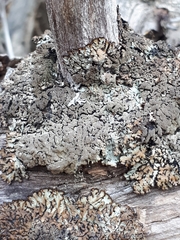 Hypogymnia austerodes