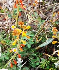 Hoffmannseggia oxycarpa