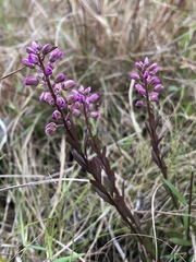 Polygala crenata