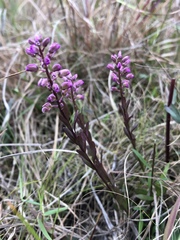 Polygala crenata