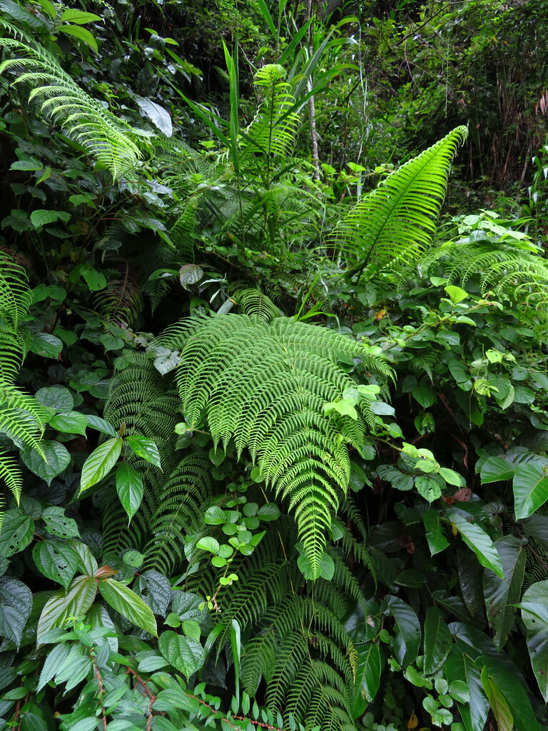 Macrothelypteris ornata (Macrothelypteris ornata)