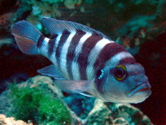 Six-Barred Lamprologus photo 1