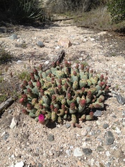 Opuntia basilaris brachyclada