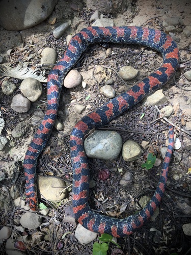 Photo of a Bock's Ground Snake (Atractus bocki)