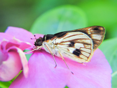 Vettius fantasos