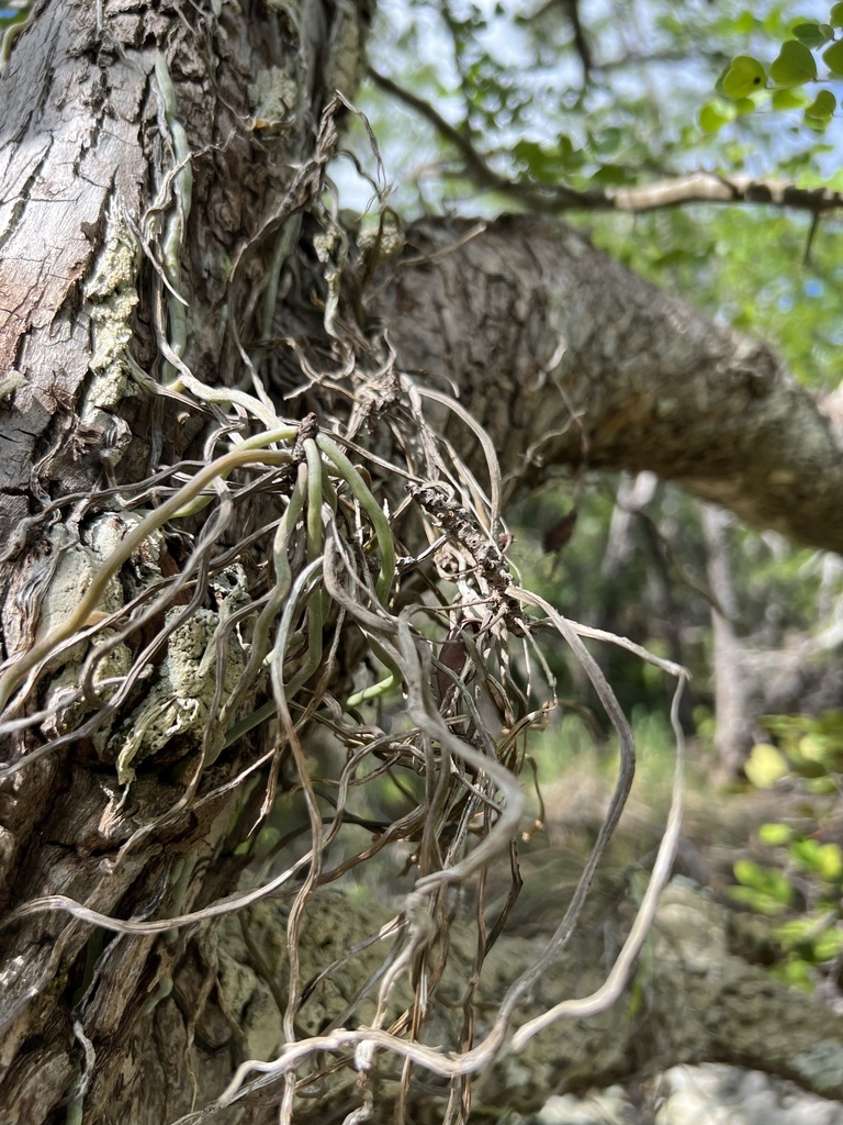 Dendrophylax fawcettii