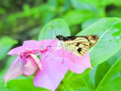 Vettius fantasos