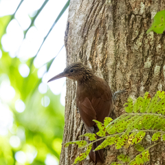 Buff-Throated Woodcreeper photo 4
