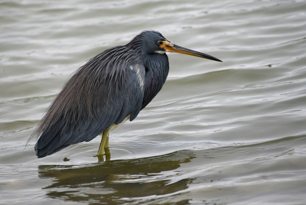 Tricolored Heron from Portland, TX, USA on December 1, 2023 at 12:12 PM ...