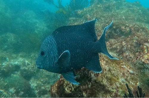 Giant damselfish (Microspathodon dorsalis) — Pomacentridae — 3