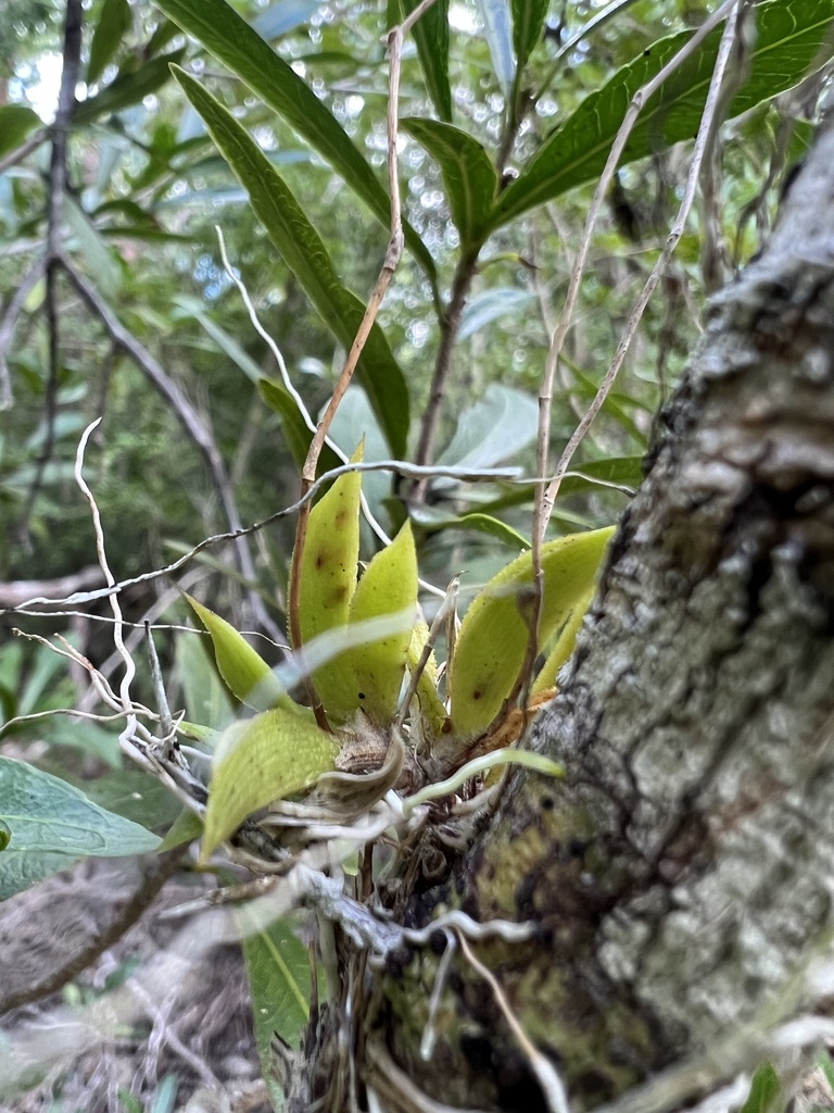 Tolumnia variegata