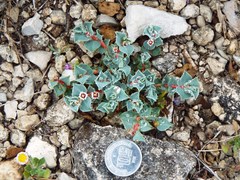 Euphorbia johnstonii