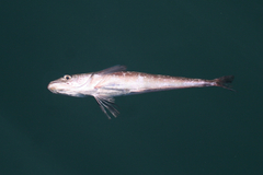 Merluccius productus